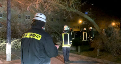 Baum in der Witebsker Straße in Frankfurt (Oder) entwurzelt
