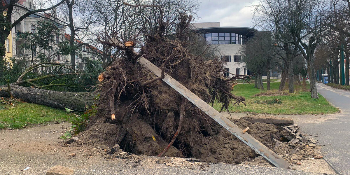 Umgestürzter Baum am Kleist Forum