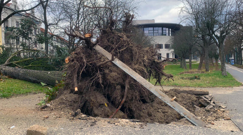 Umgestürzter Baum am Kleist Forum