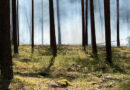 Waldbrandgefahr in Brandenburg steigt
