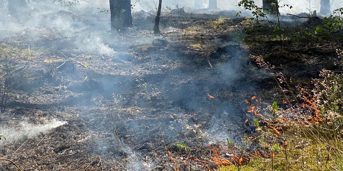 Motivbild - Waldbrandgefahr in Brandenburg weiter hoch