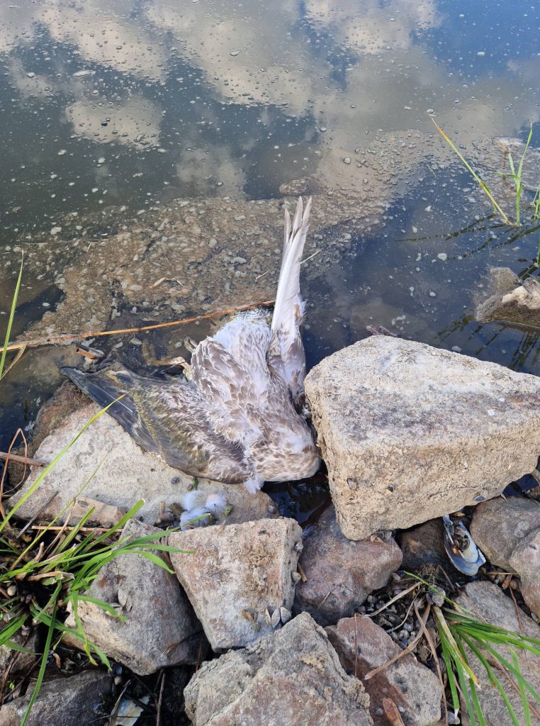 Ein toter Vogel am Ufer der Oder
