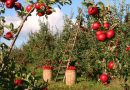 Verband: Obstbauern erwarten guten Ertrag bei Äpfeln