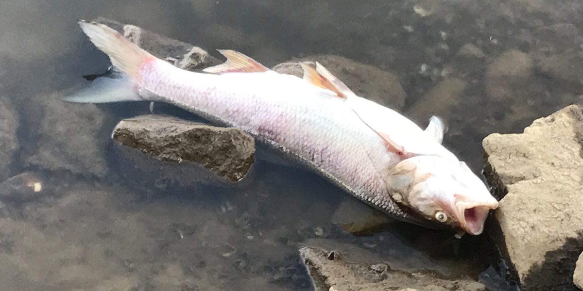 Mysteriöses Fischsterben in der Oder