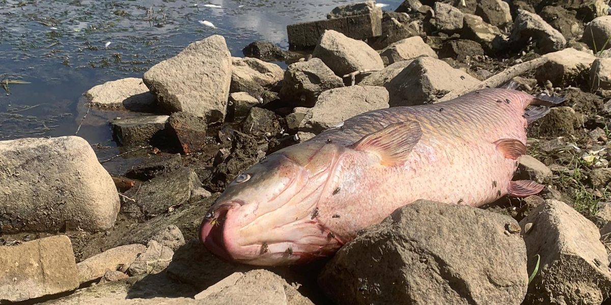 Rätselhaftes Fischsterben in der Oder