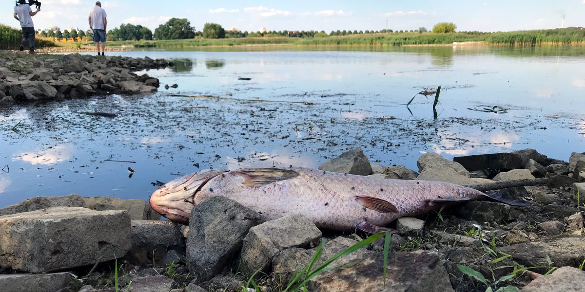 MItte August: Tote Fische auch vor der Insel Ziegenwerder