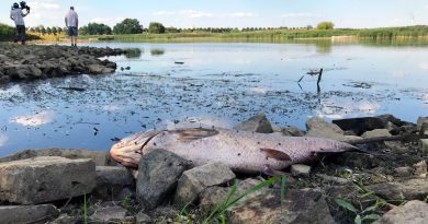 MItte August: Tote Fische auch vor der Insel Ziegenwerder