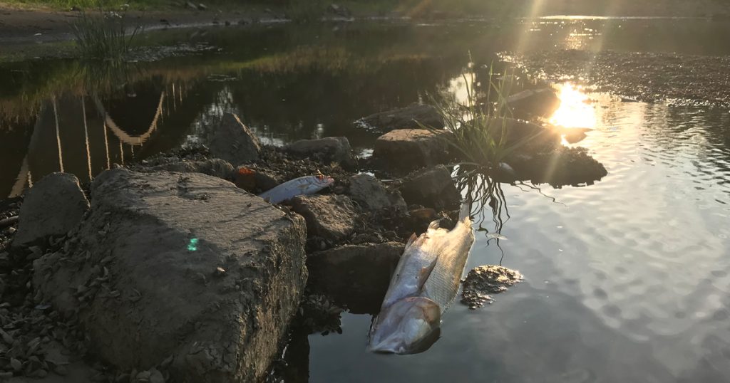 Verendete Fische am Ufer der Oder