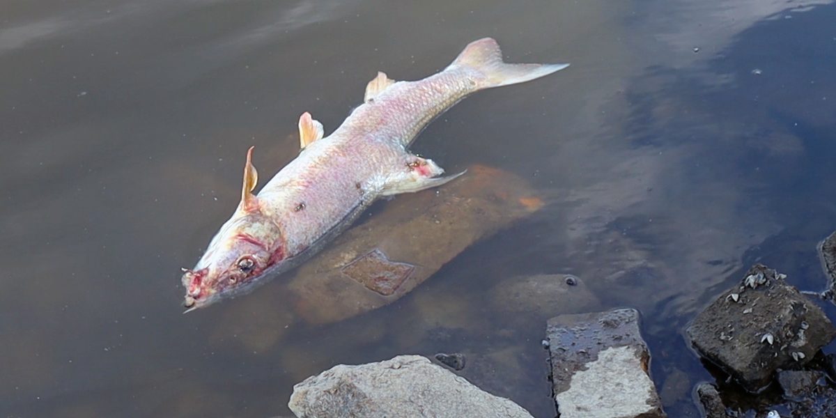 Fischsterben in der Oder