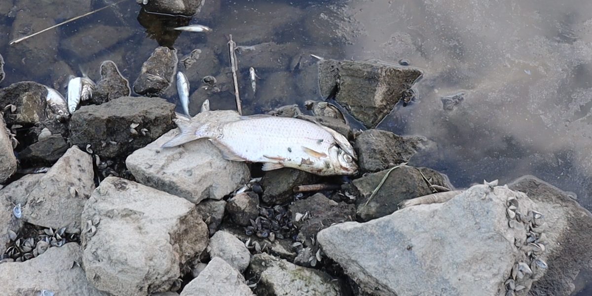 Tausende tote Fische in der Oder