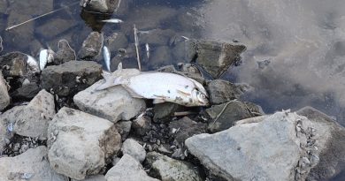 Tausende tote Fische in der Oder