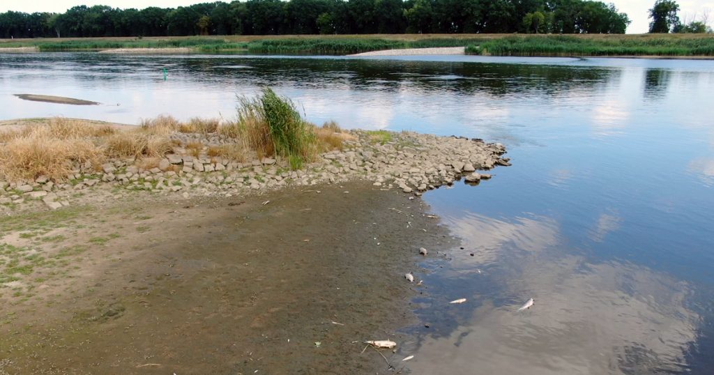 Fischsterben: Tote Fische in der Oder