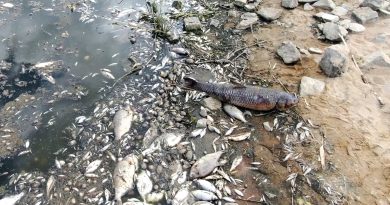 Fischsterben: Tote Fische am Ufer der Oder