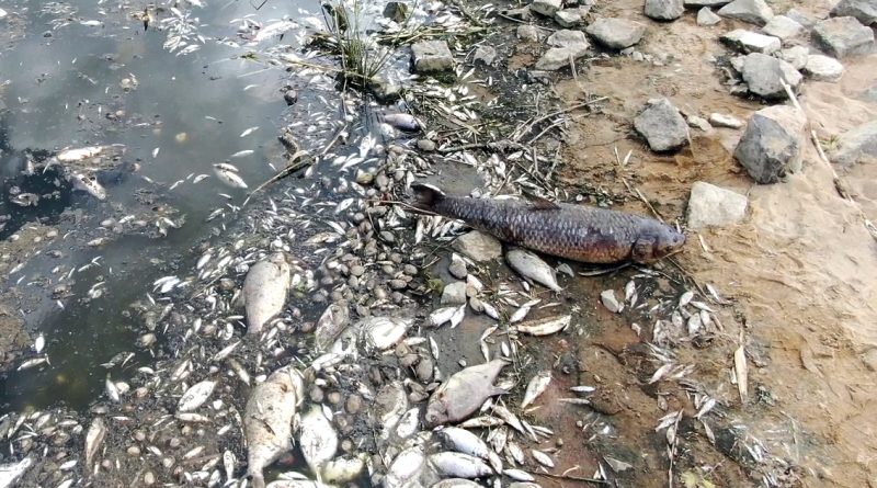 Fischsterben: Tote Fische am Ufer der Oder