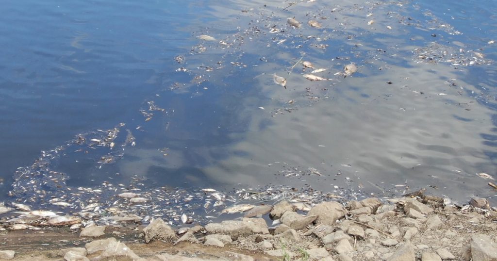 Fischsterben: Tote Fische in der Oder