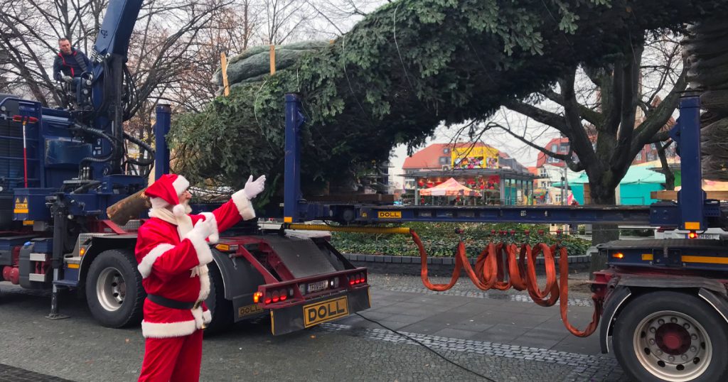 Eine Weihnachtstanne für Frankfurt (Oder)