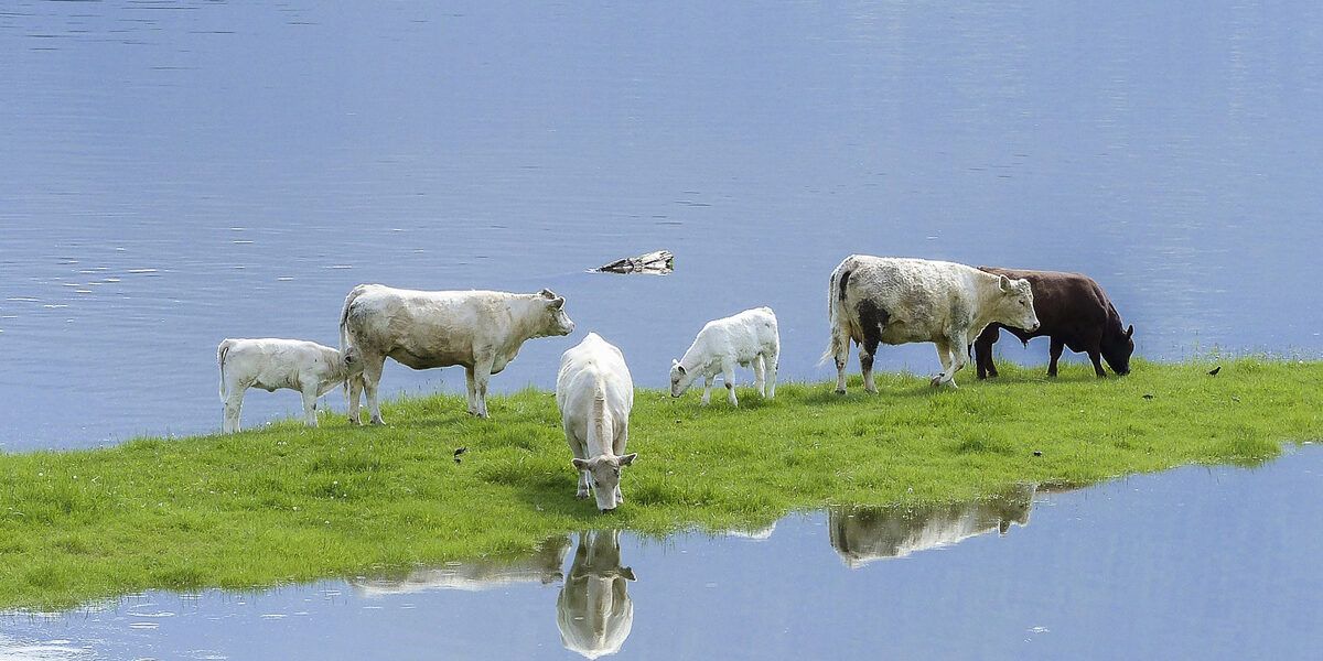 Symbolbild: Kühe am Fluss