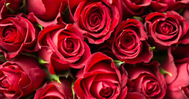 Rote Rosen zum Valentinstag