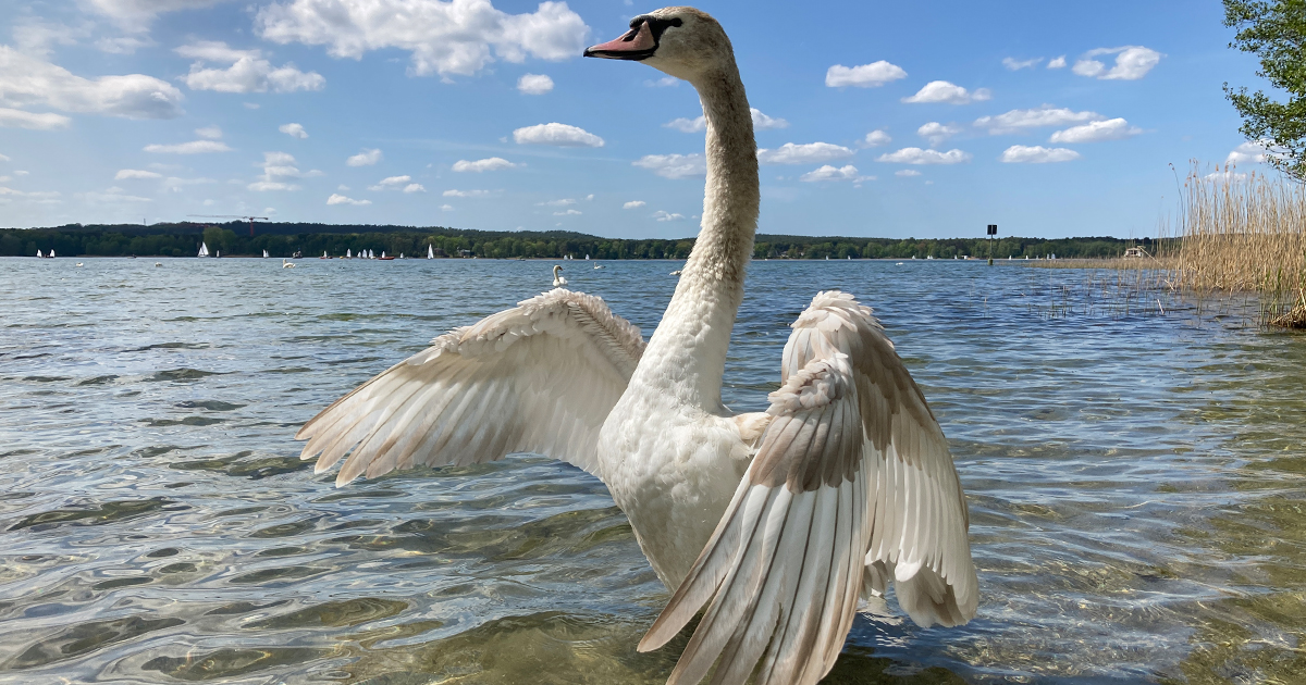 Auch ein Paradis für Tiere - der Scharmützelsee in Brandenburg. 